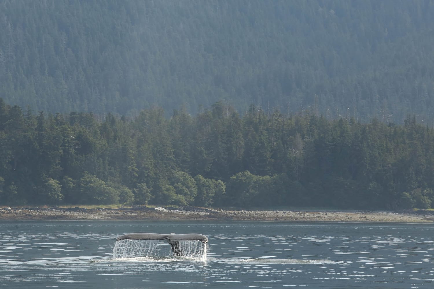 Humpback whales during whale watching photography tour by FauneVoyage Tours in Frederick Sound near Petersburg, Alaska