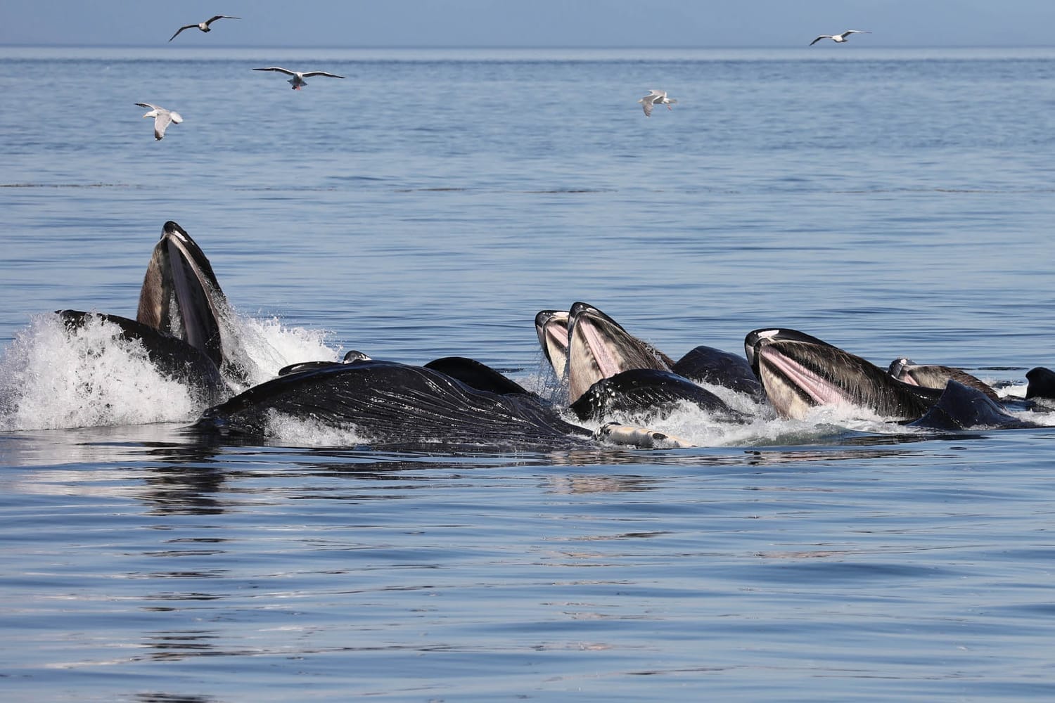 Humpback whales bubble net feeding during whale watching tour by FauneVoyage Tours in Frederick Sound near Petersburg, Alaska