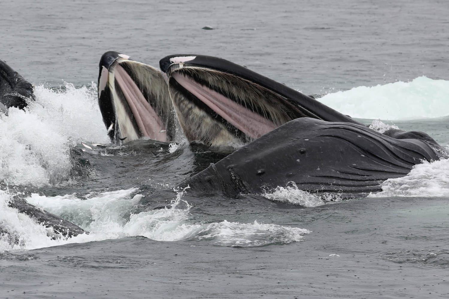 Humpback whales bubble net feeding during whale watching tour by FauneVoyage Tours in Frederick Sound near Petersburg, Alaska