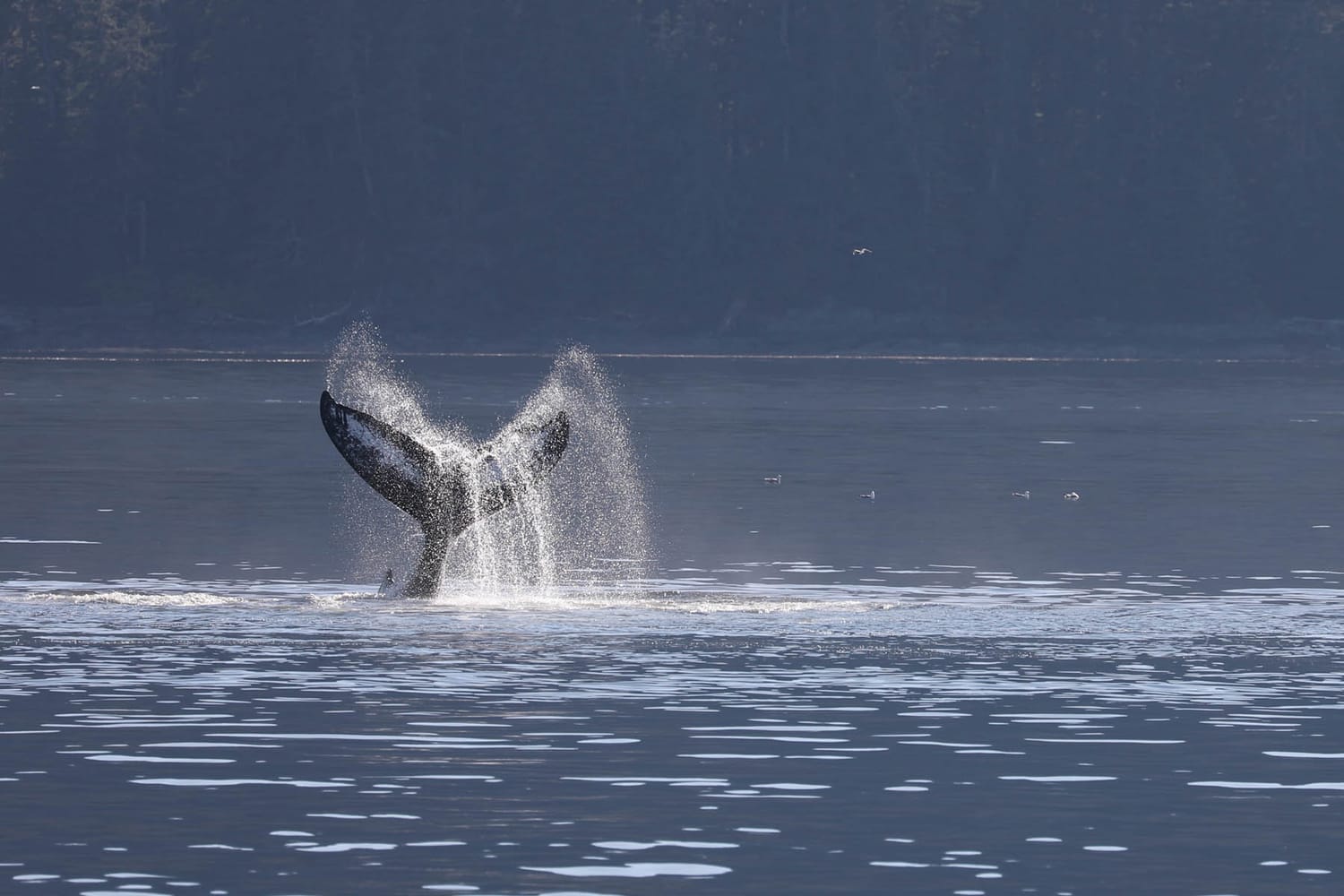 Humpback whale tail slapping during whale watching photography tour by FauneVoyage Tours in Frederick Sound near Petersburg, Alaska