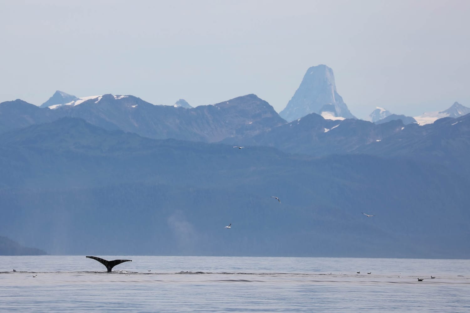 Humpback whale tail in front of Devils Thumb during whale watching photography tour by FauneVoyage Tours in Frederick Sound near Petersburg; Alaska