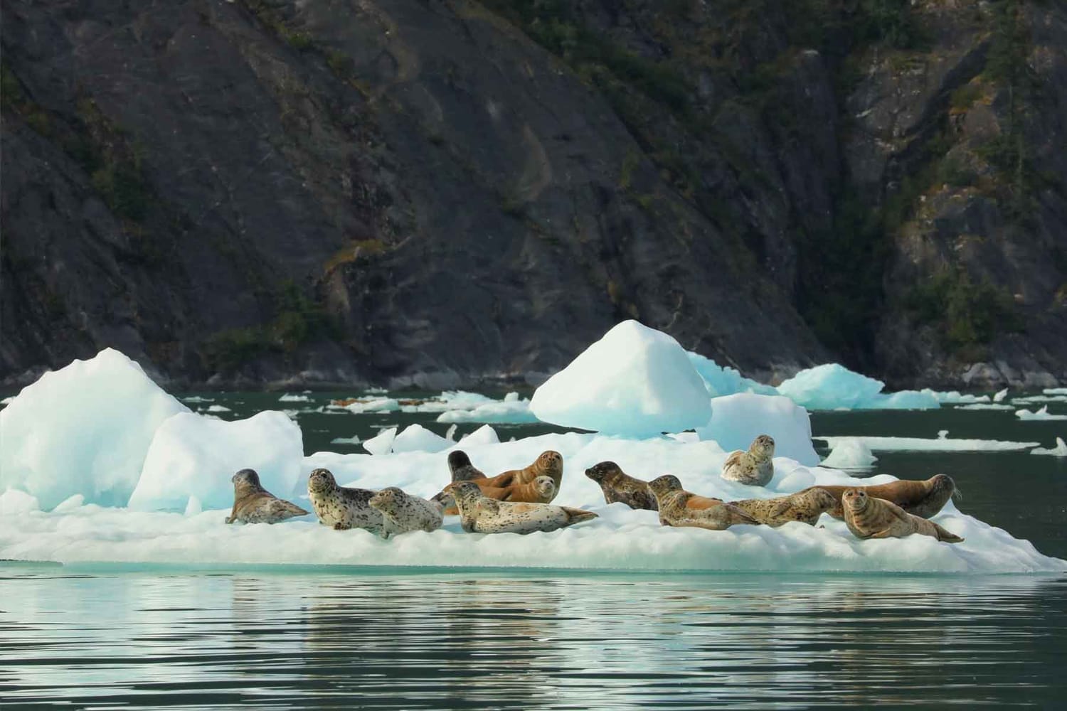 Harbor Seals in LeConte Bay during Glacier Tour with FauneVoyage Tours