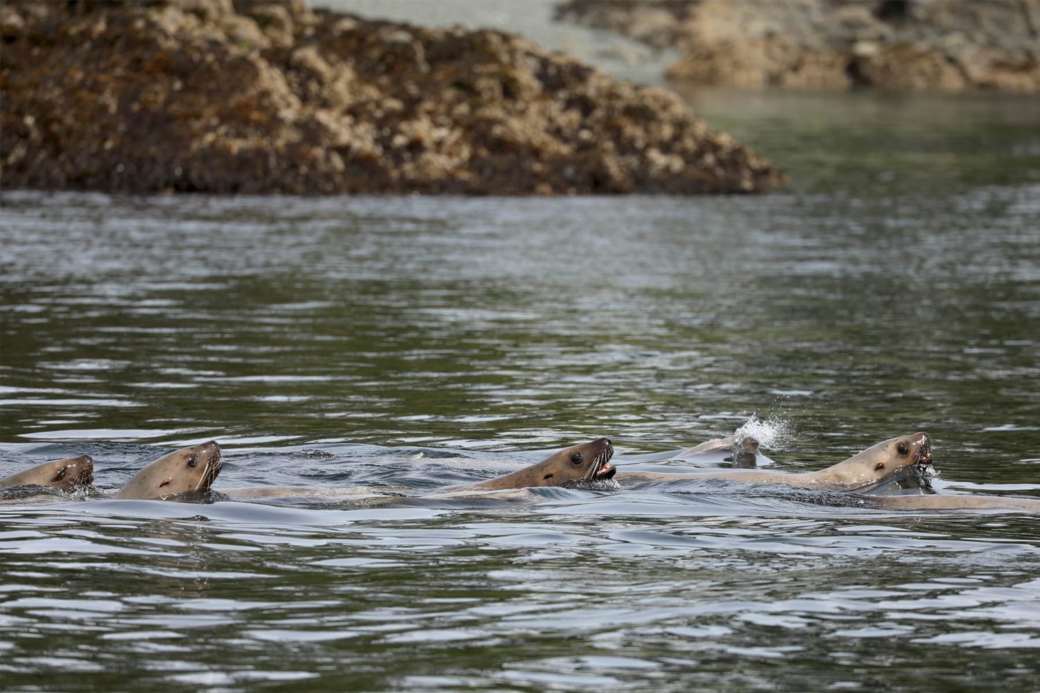 Sea Lions during whale watching wildlife photography tour by FauneVoyage Tours in Frederick Sound near Petersburg; Alaska