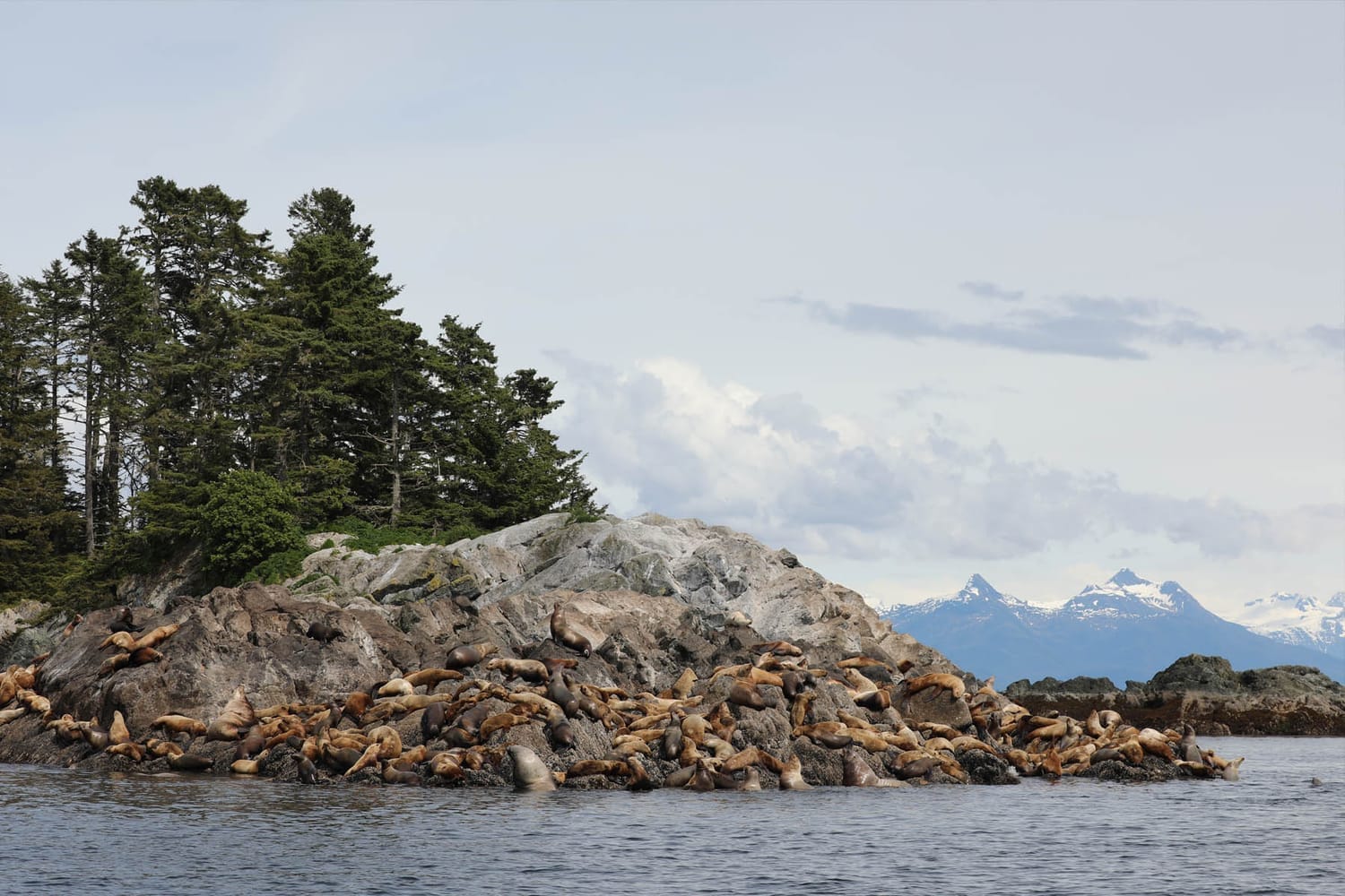 Sea Lions during whale watching wildlife photography tour by FauneVoyage Tours in Frederick Sound near Petersburg; Alaska