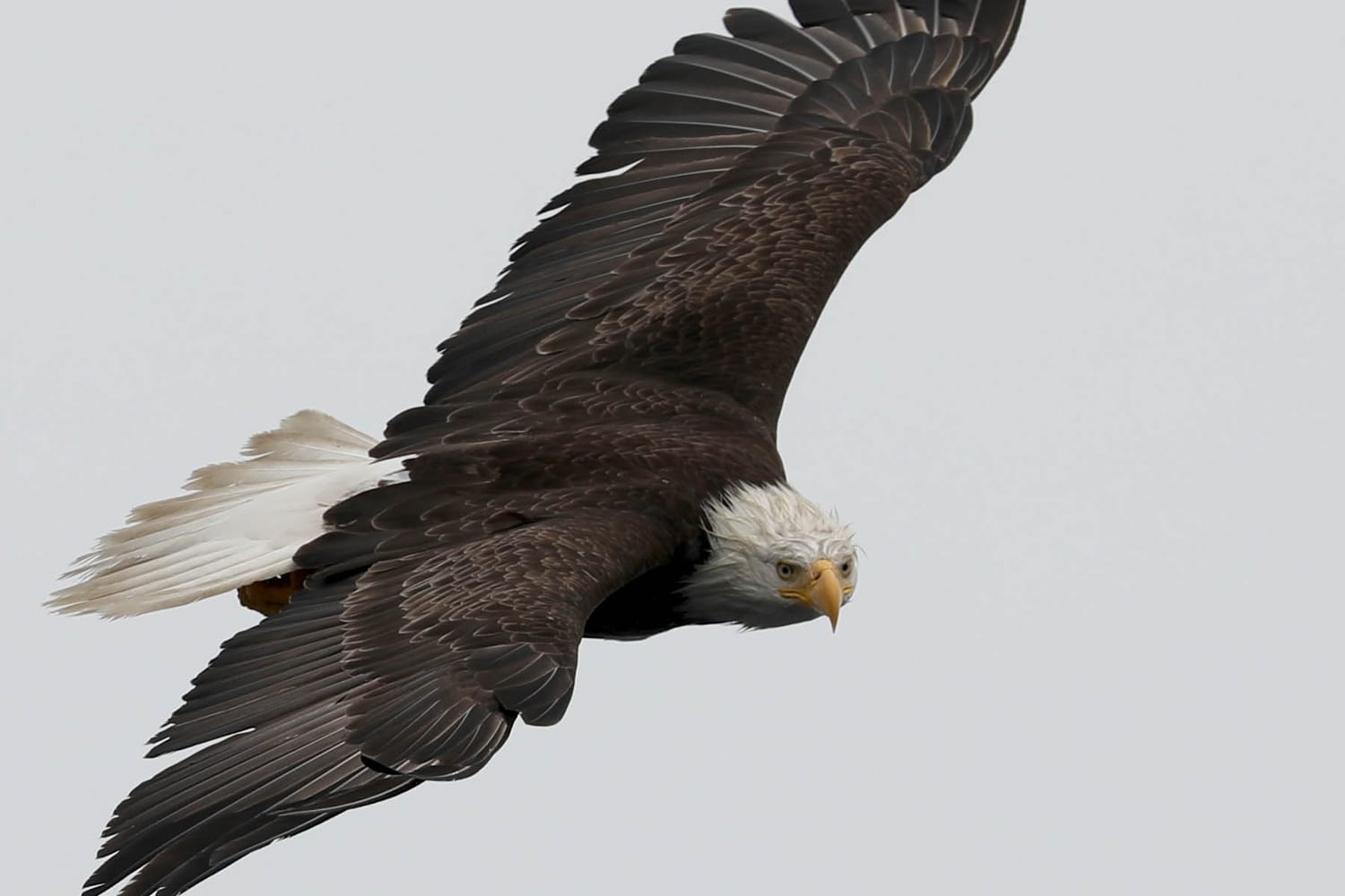 Bald Eagle during whale watching wildlife photography tour by FauneVoyage Tours in Petersburg, Alaska