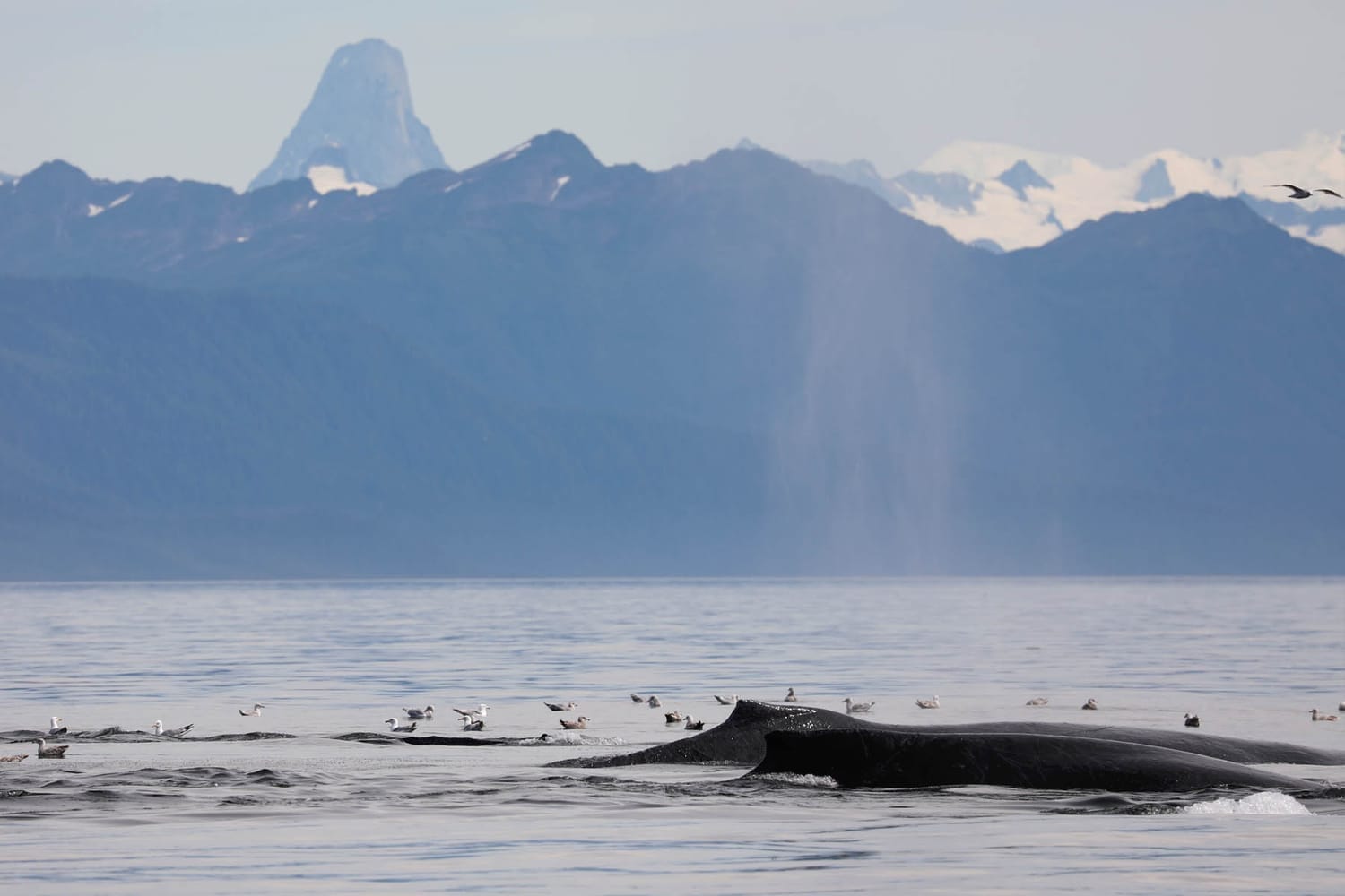 Humpback whales and Devils Thumb during whale watching photography tour by FauneVoyage Tours in Petersburg, Alaska
