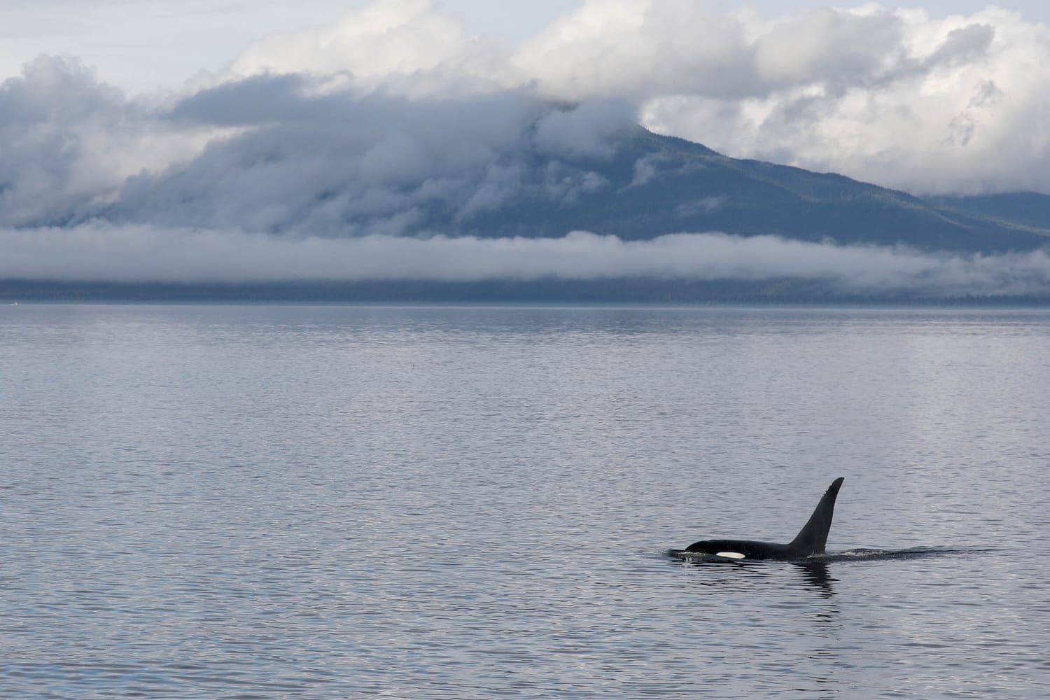 Orca Killer Whale during whale watching wildlife photography tour by FauneVoyage Tours in Frederick Sound near Petersburg, Alaska