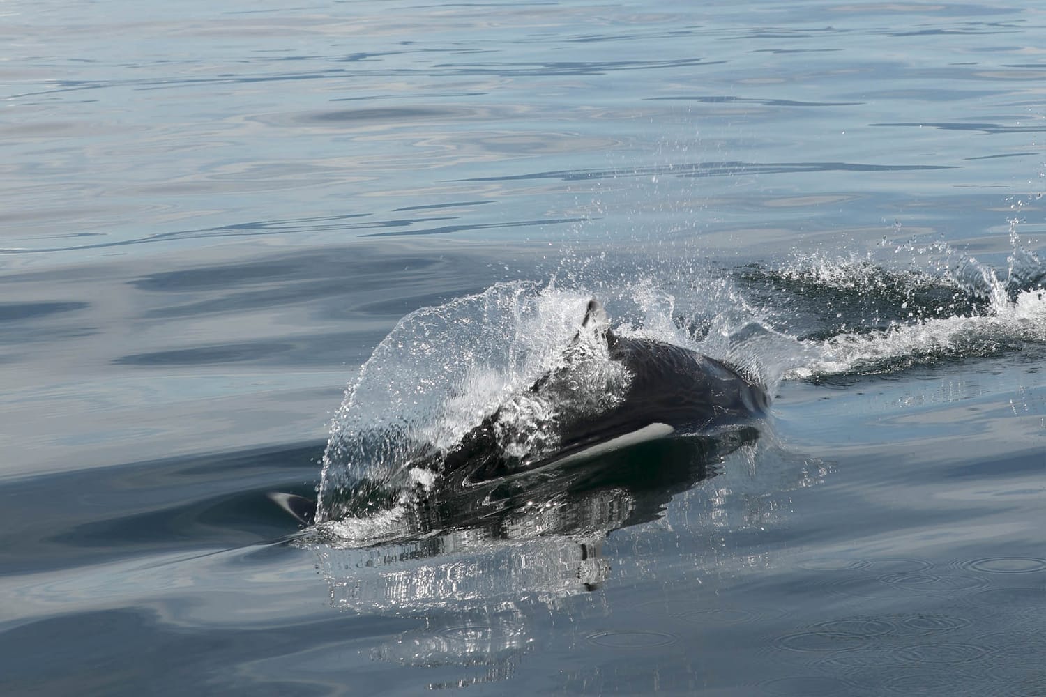 Porpoise during whale watching wildlife photography tour by FauneVoyage Tours in Frederick Sound near Petersburg, Alaska