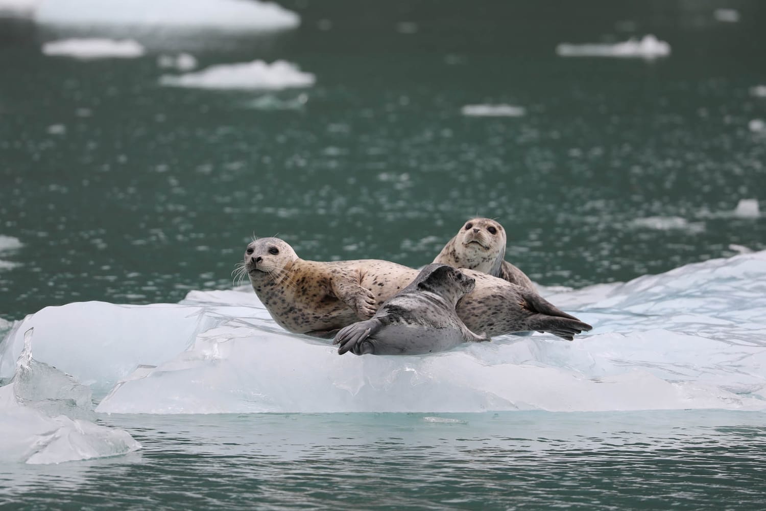 Harbor seals on icebergs in LeConte Bay fjord during glacier photo tour by FauneVoyage Tours in Petersburg, Alaska