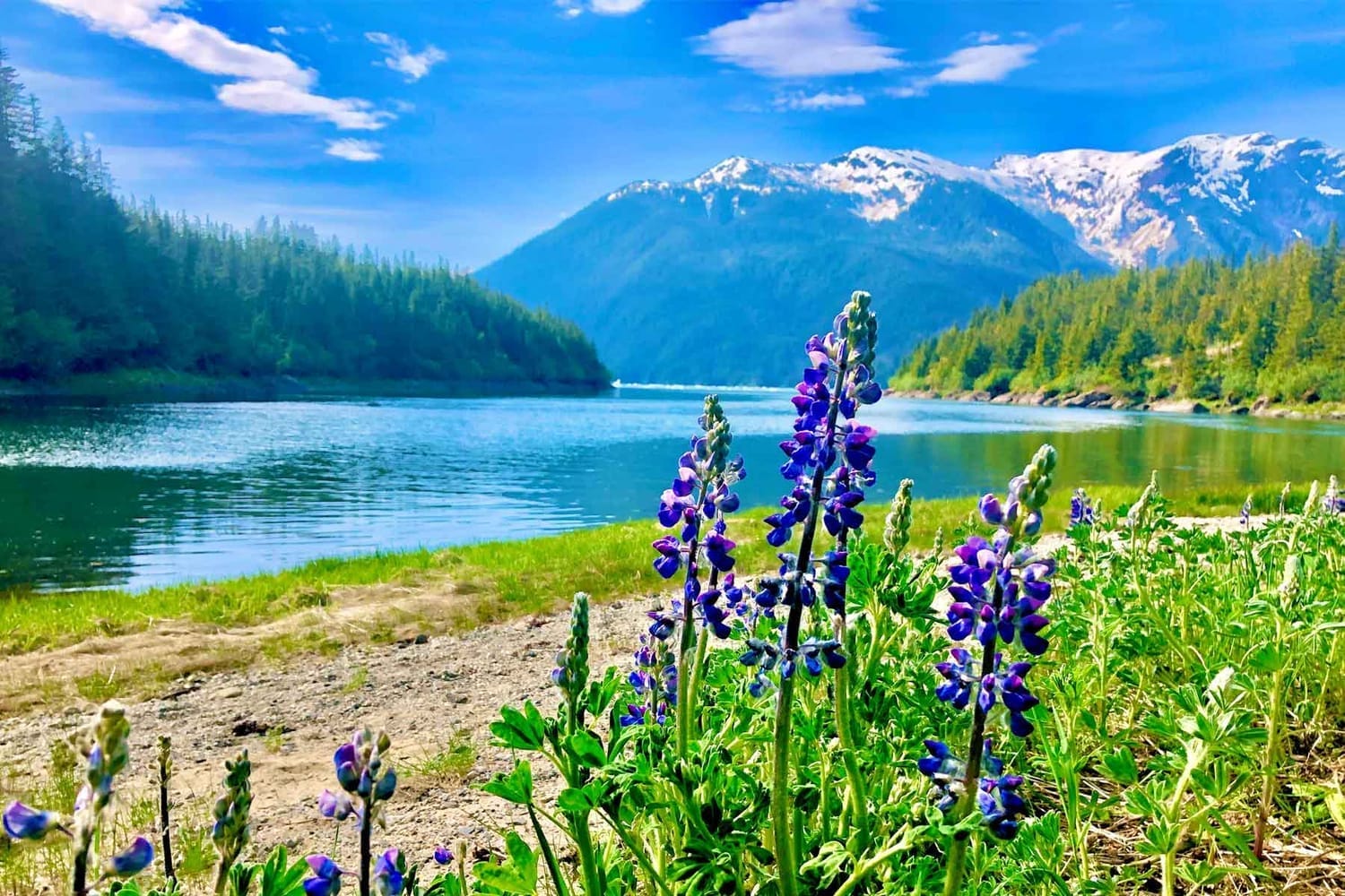 Lupine in LeConte Bay during Glacier Tour by FauneVoyage Tours near Petersburg, Alaska