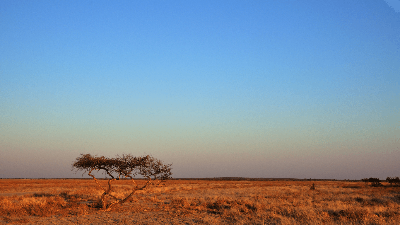 Chobe to Central Kalahari