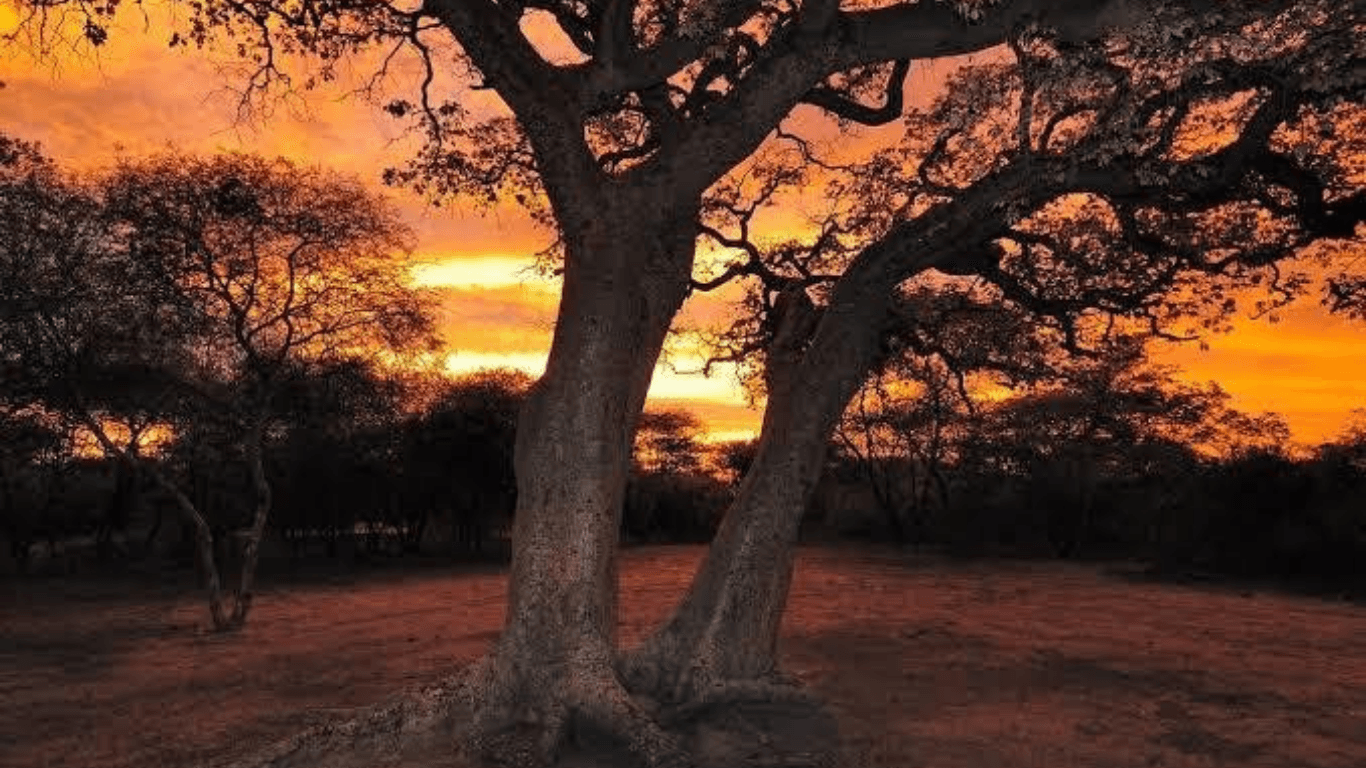 Africa’s greatest wildlife migrations.