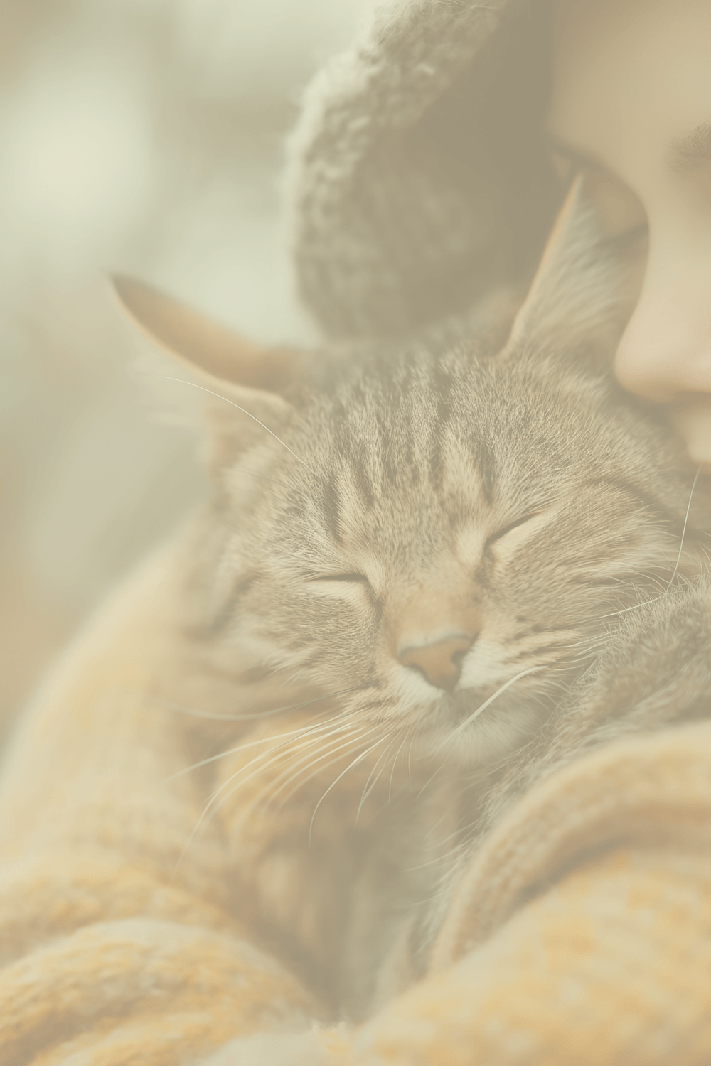 Un gato mayor descansando