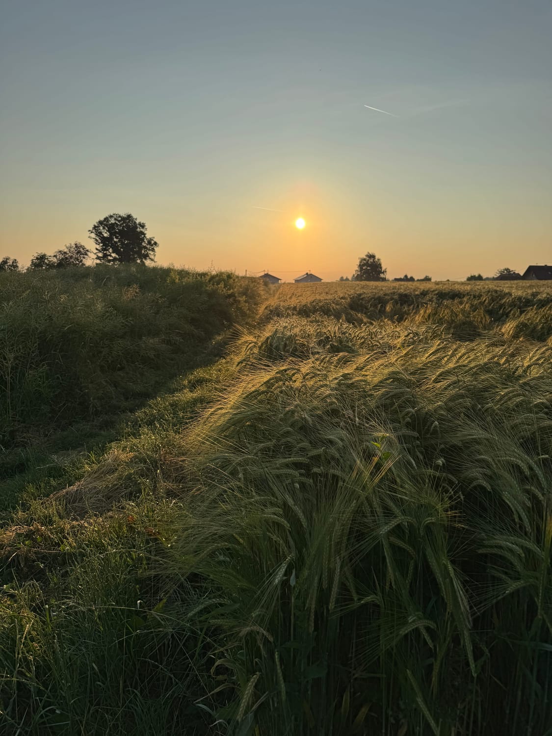 Image of the grass field