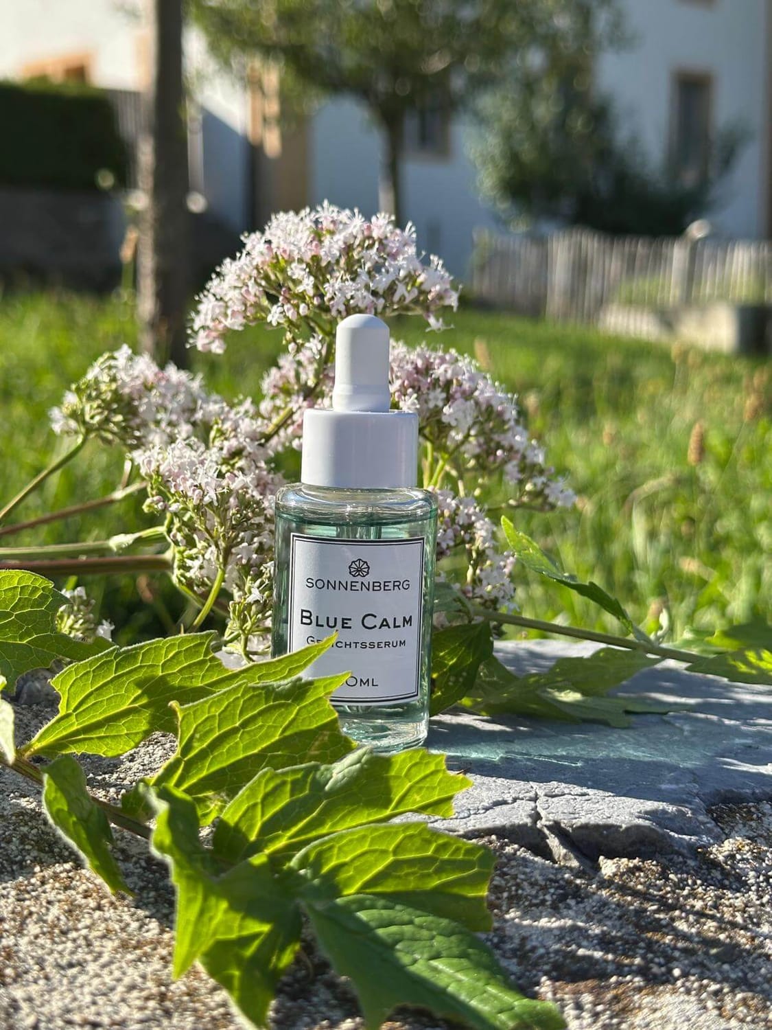 Ein blaues Gesichtsserum für empfindliche Haut steht in der Natur auf einem Stein. Rund um den Glasflakon ist der echte Baldrian /Valeriana zu sehen. Baldrianwurzel ist neben Lavendel, Holunderblüten und Blue Tansy ein wirksamer Bestandteil dieses Anti-Stress-Serum aus der Naturkosmetik Manufaktur Sonnenberg Skincare.s