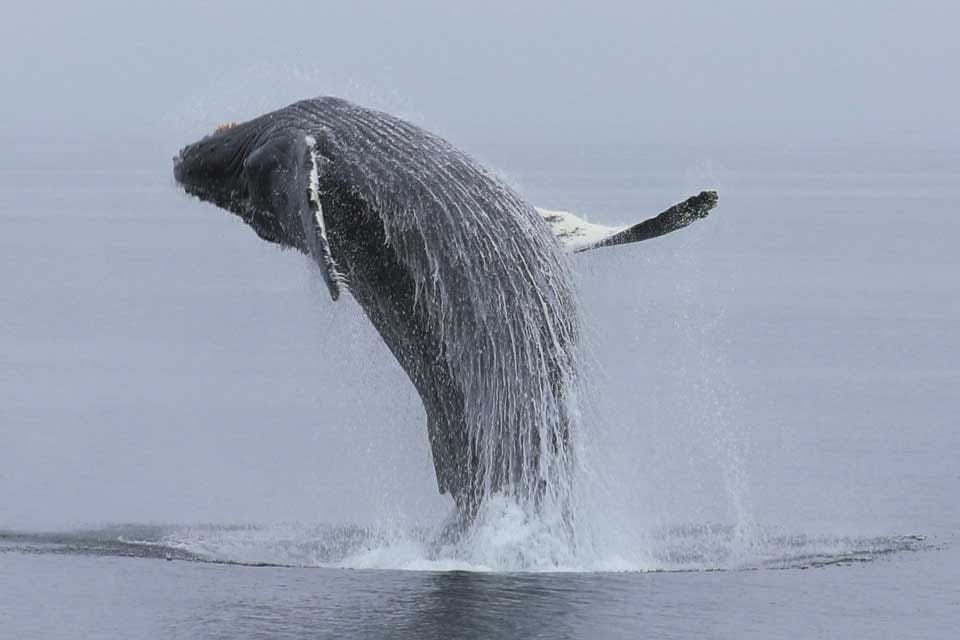 Humpback Whale