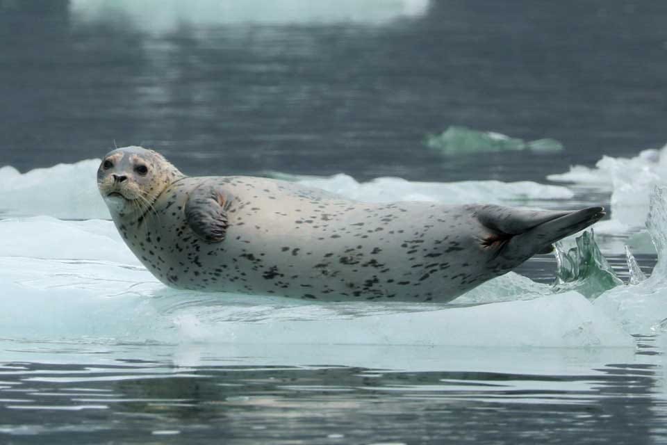 Harbor Seal