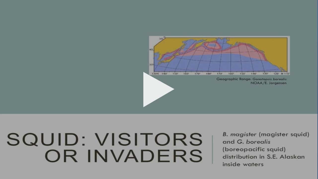 Petersburg Marine Mammal Center - Science Series - Squid: Visitors or Invaders?