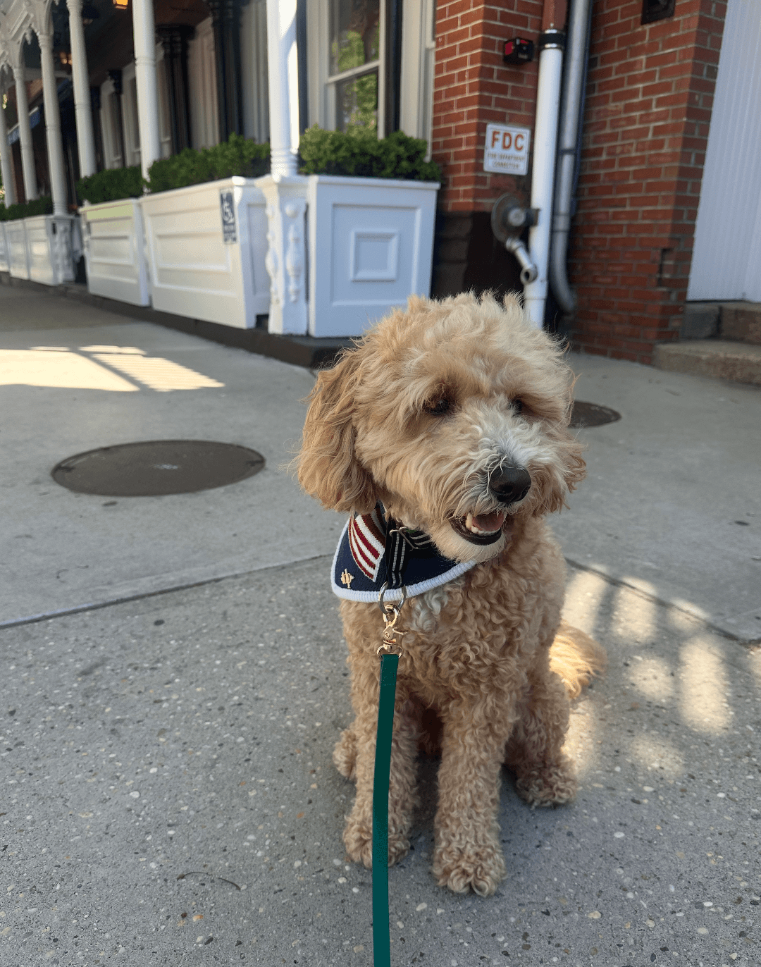 dog with leash on pavement in summer
