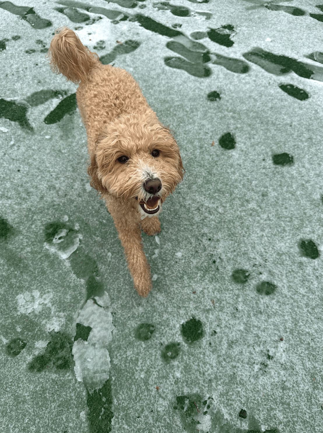 dog paws in winter snow