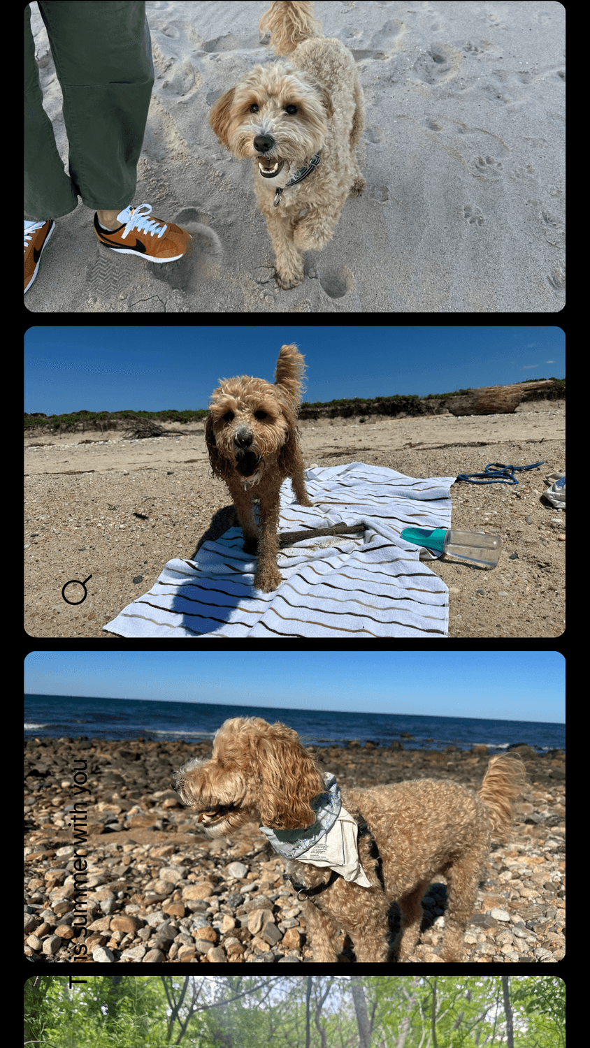 summer dogs at the beach and out of the city on trips smiling