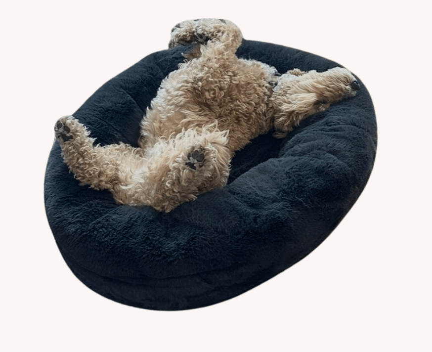 dog laying in pet bed