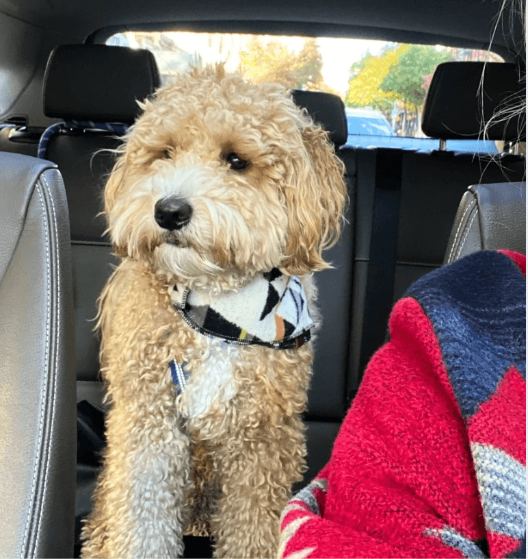 dog in backseat of care