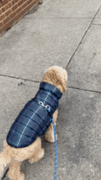 dog walking on city street in harness