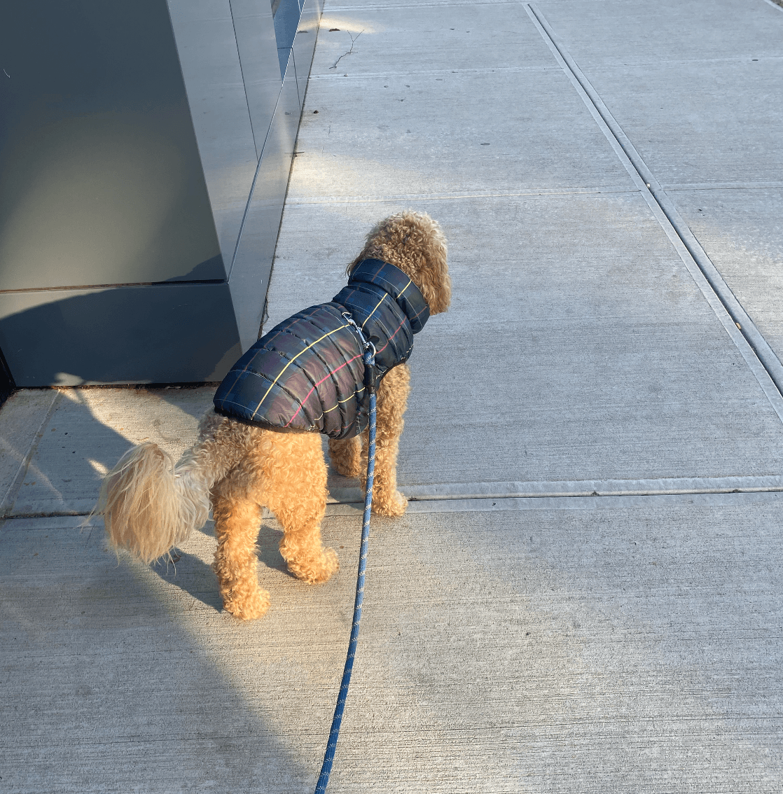 dog in winter jacket with leash