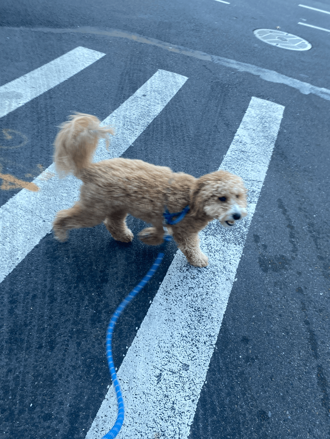 dog in the crosswalk