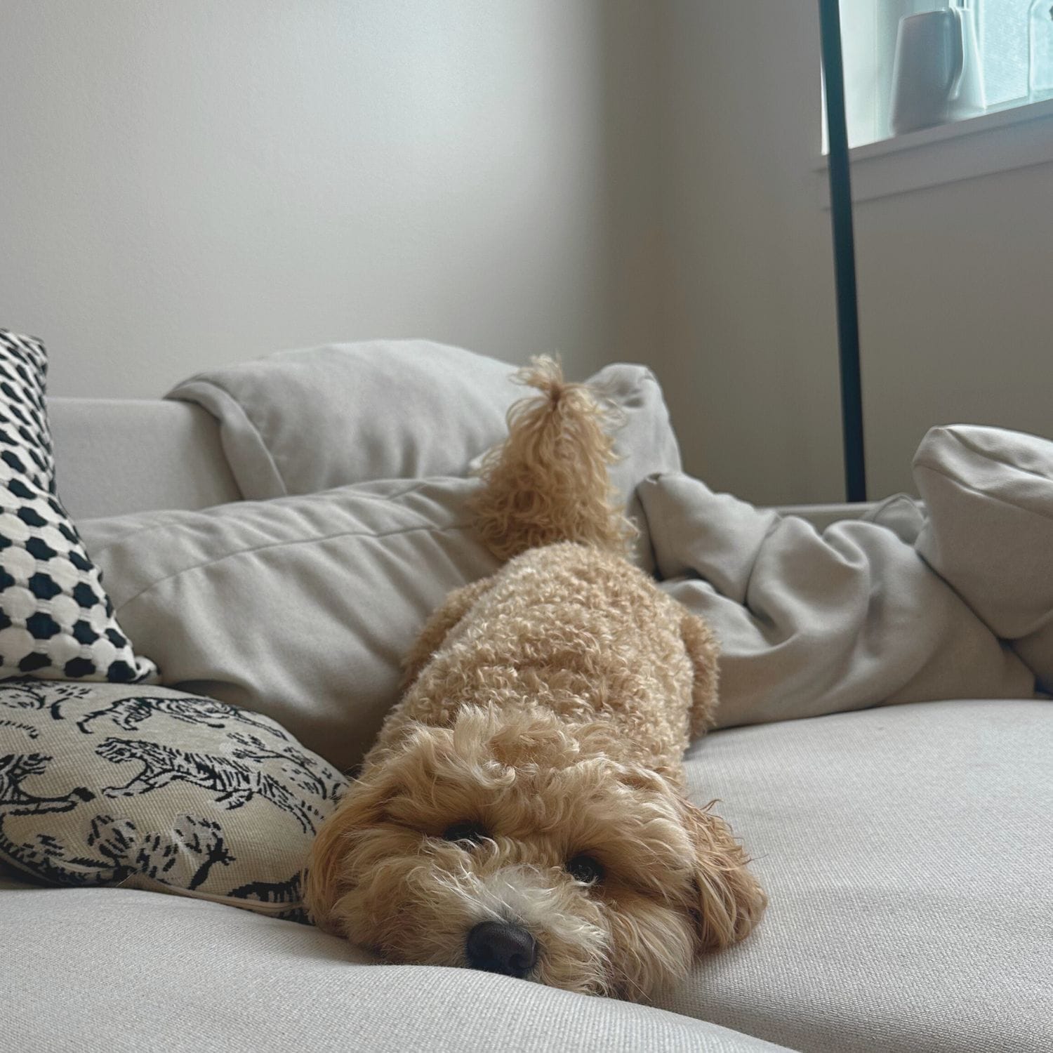 dog laying on couch in apartment
