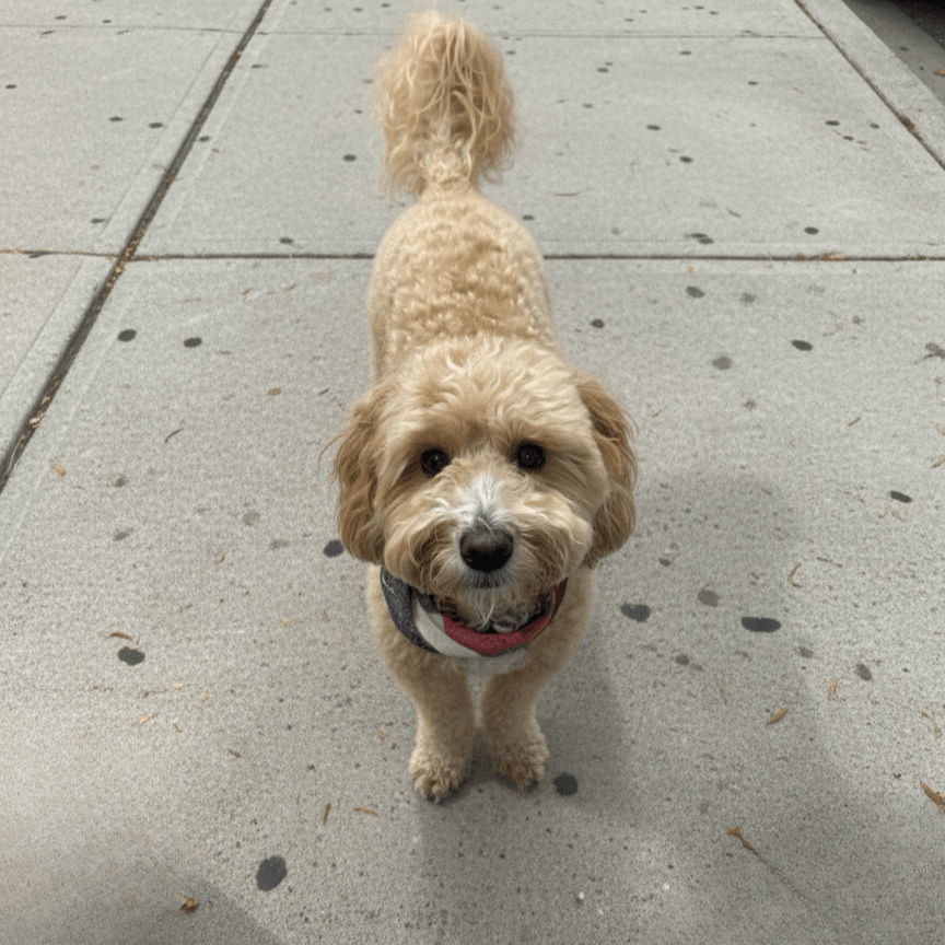 dog standing on sidewalk