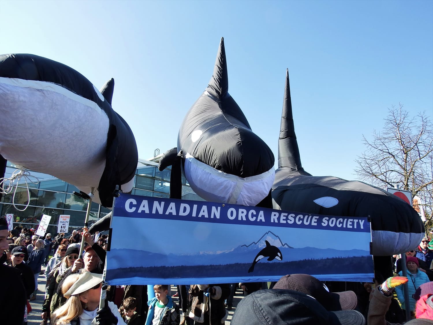 A public march featuring the 11 life-sized inflatable orcas built by Eric Pittman and the Canadian Orca Rescue Society.
