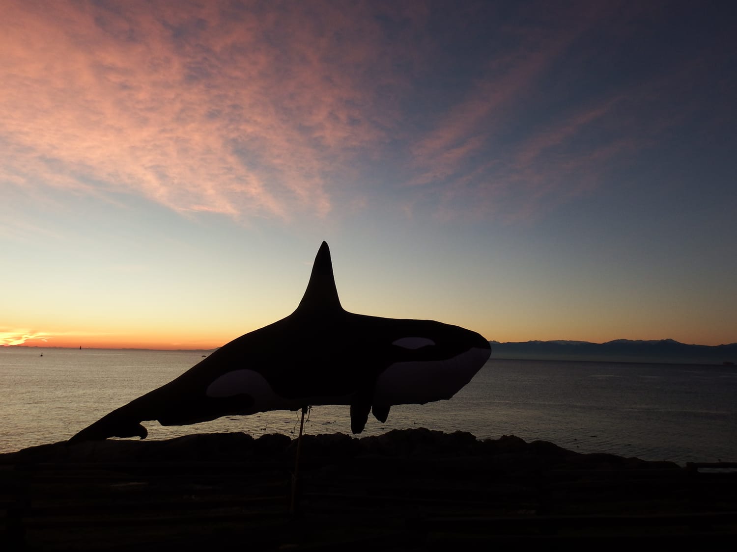 A silhouette of a life-sized inflatable orca against a Victoria sunset, part of Eric Pittman’s educational campaign for marine conservation.