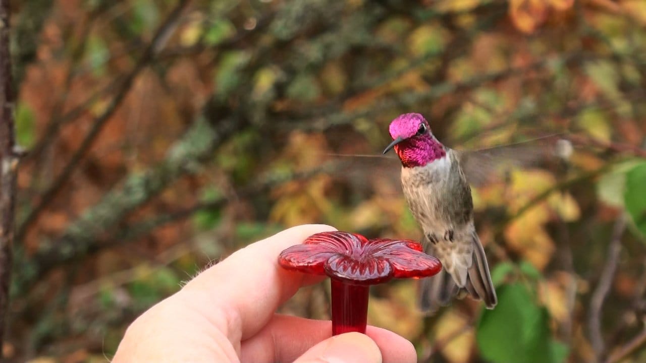 A vibrant male Anna's Hummingbird with a brilliant iridescent pink gorget hovers inches from Eric Pittman’s hand to feed, demonstrating the profound trust and intimacy achieved through 16 years of patient observation