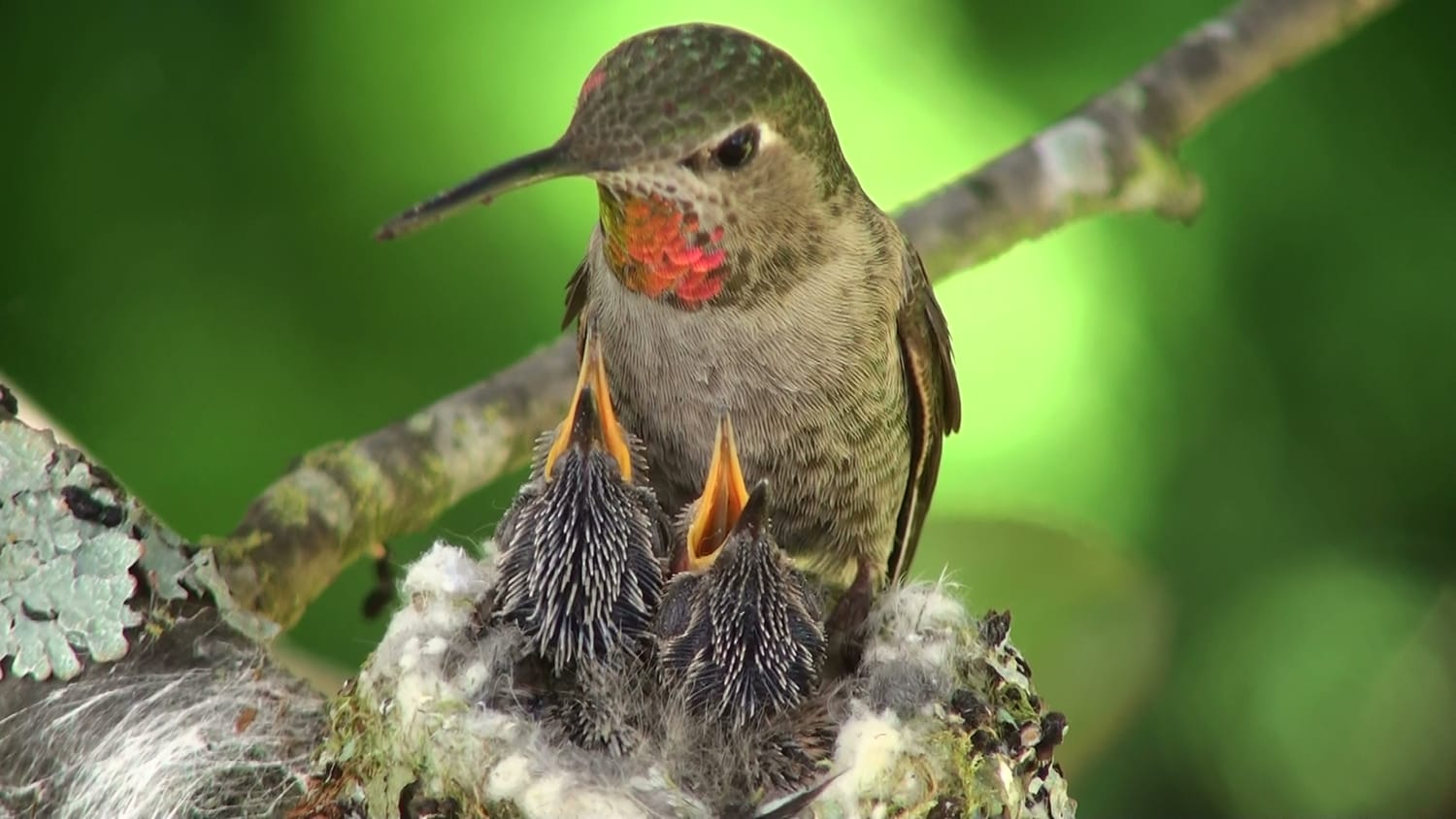 A mother hummingbird, "Sweetiebird," tending to her two hatchlings in a nest of spider silk and lichen—the discovery that launched Eric Pittman’s world-renowned filmmaking archive.