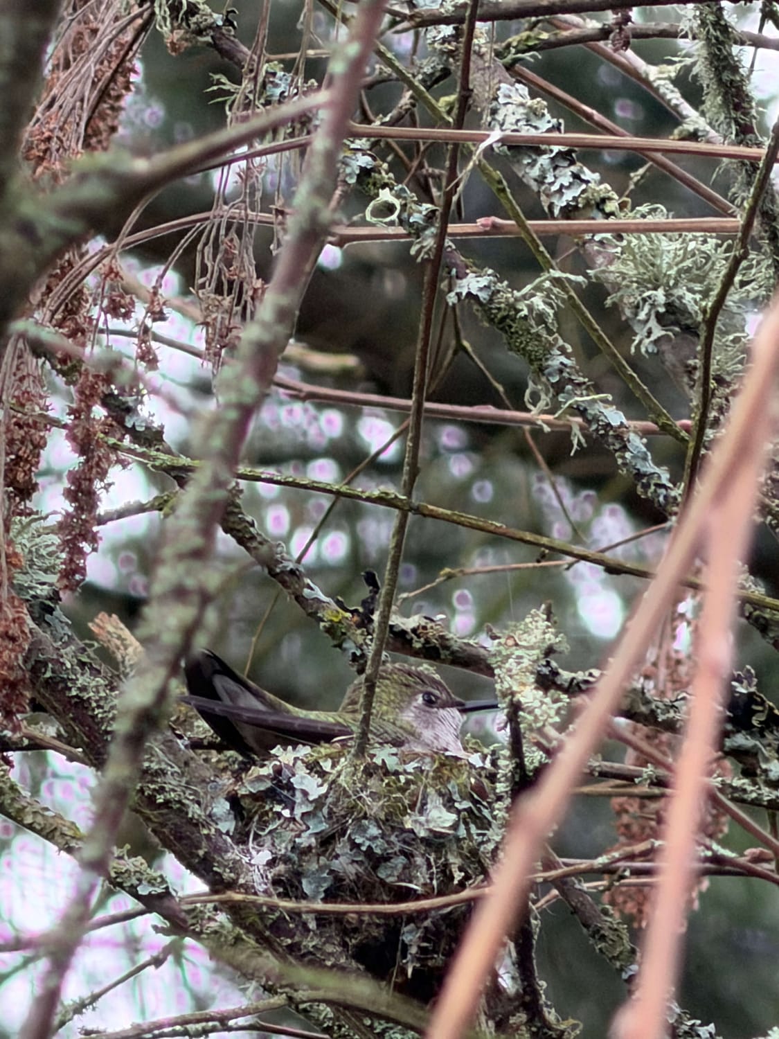 A female hummingbird sitting on a camouflaged nest built into the lichen-covered branches of a plum tree, photographed by Eric Pittman