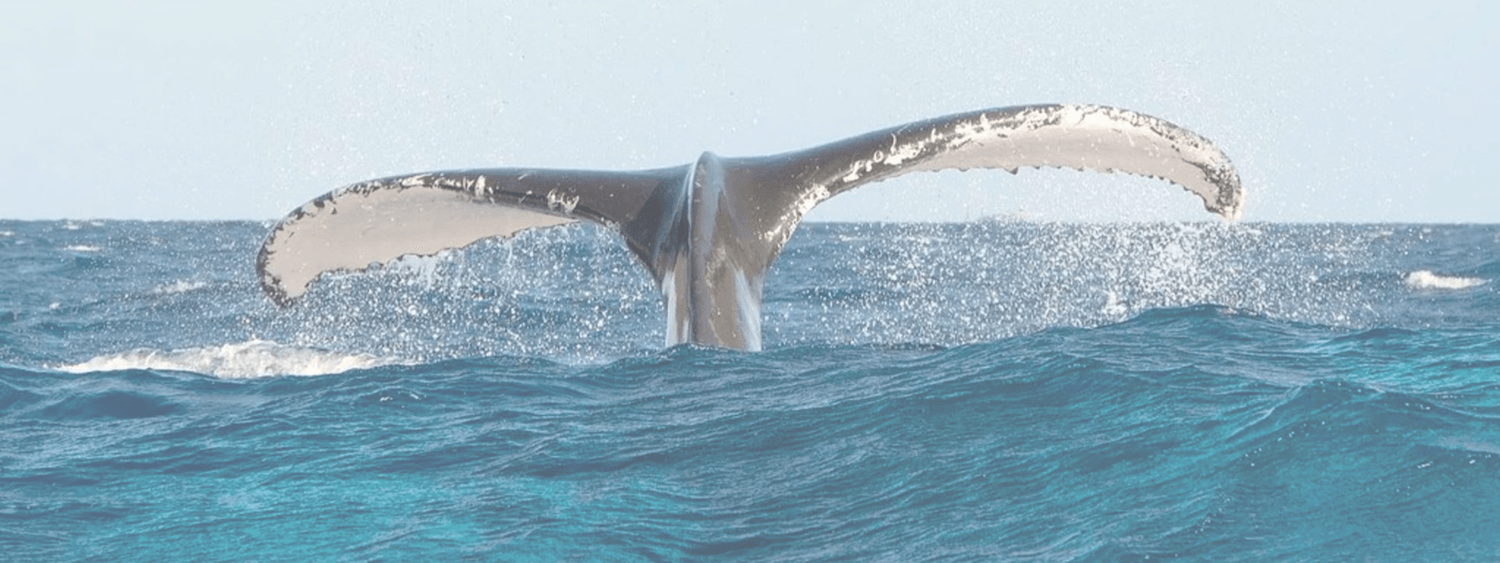 Whale Tail - Water Whispering Sailing Retreat Samana DR