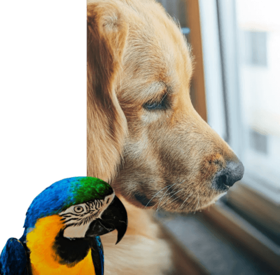 Doggy and Parrot want to hear from you. Message Contact Form for Sounds of Joy Music Studio