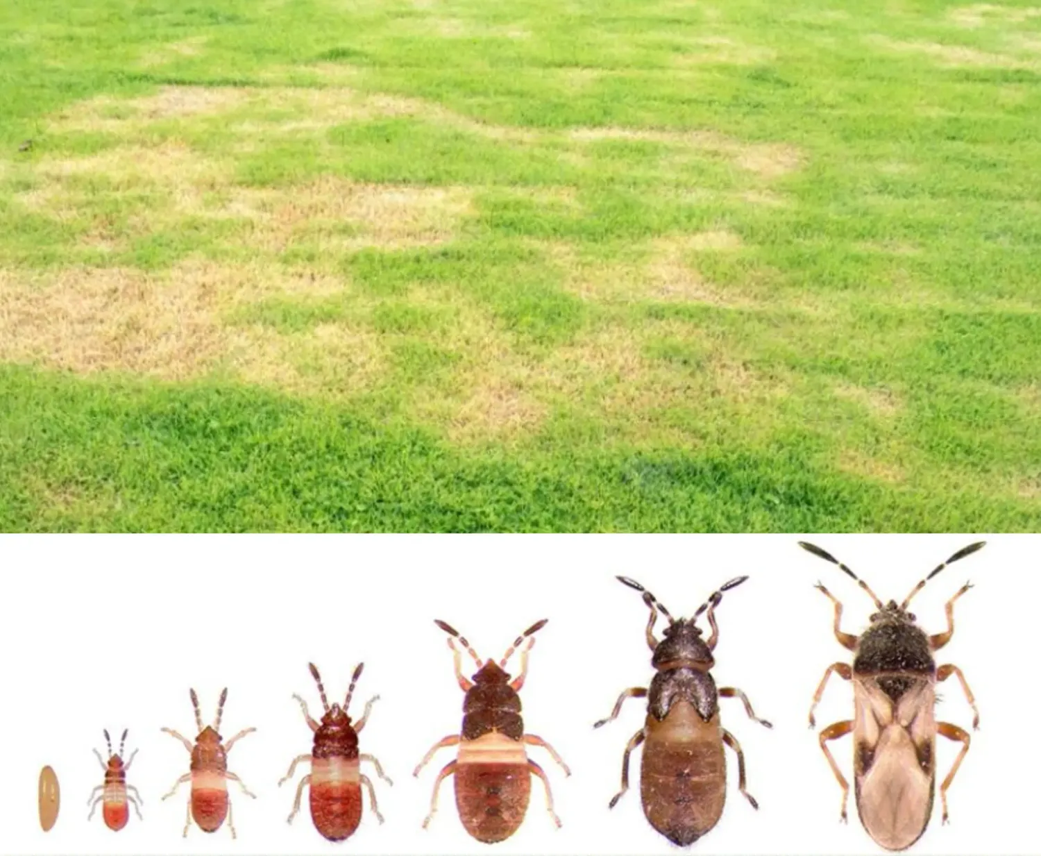 Lawn damage caused by chinch bugs showing yellow and brown patches on grass