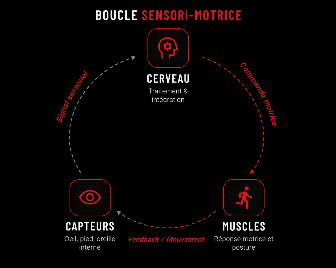 Schéma de la boucle sensori-motrice cerveau capteurs muscles