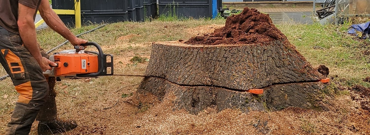 Souche d'arbre après abattage
