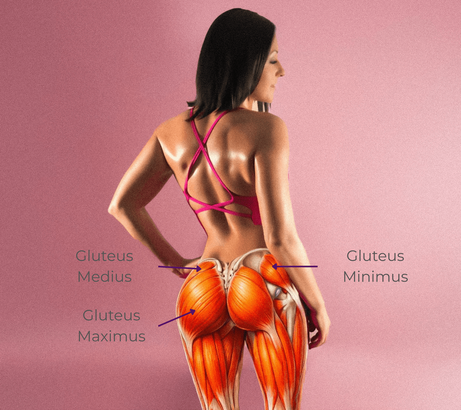 The Glute Ignition Method anatomy diagram