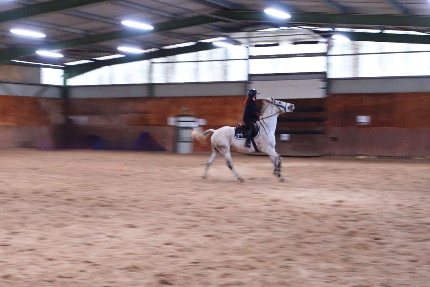 Avant — le cheval de Rose