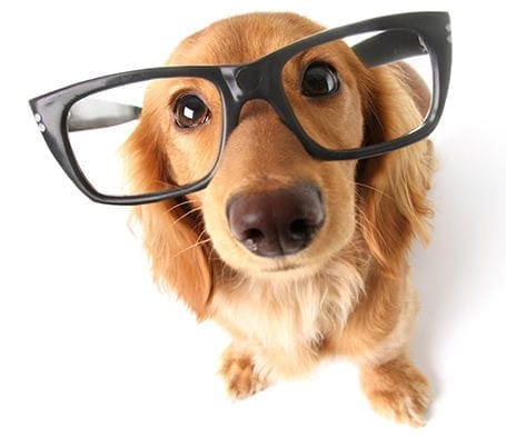Chien portant des lunettes, vue de trois-quarts
