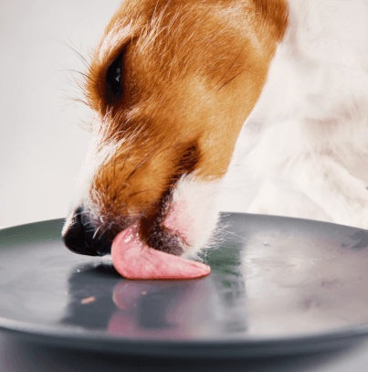 L’alimentation du chien