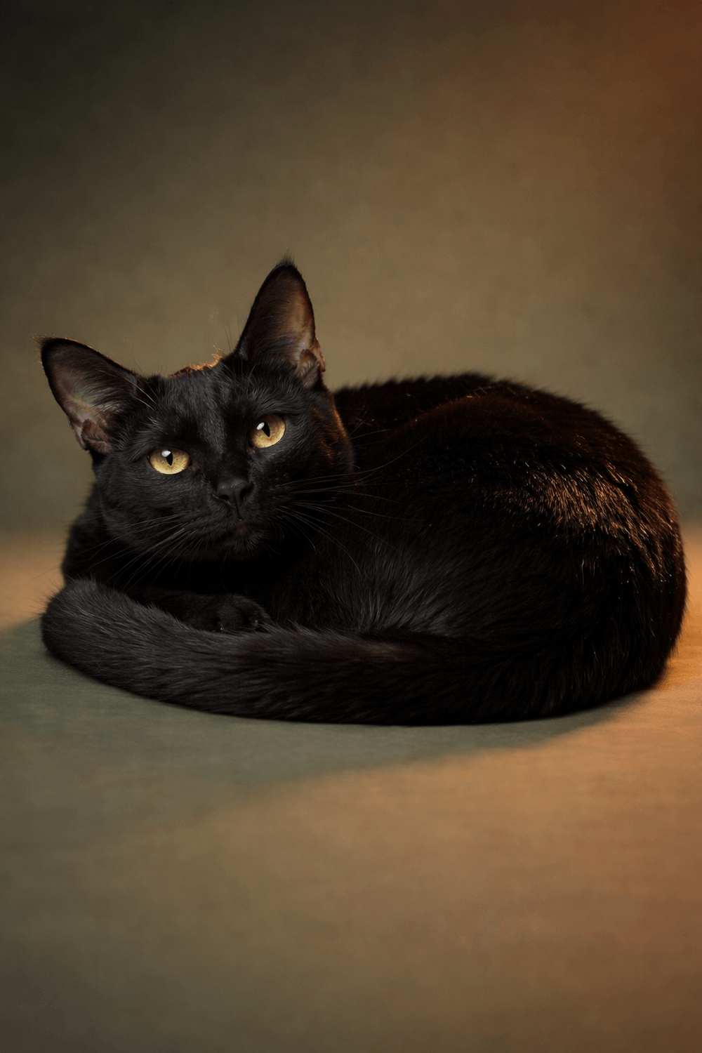 Shadow the cat