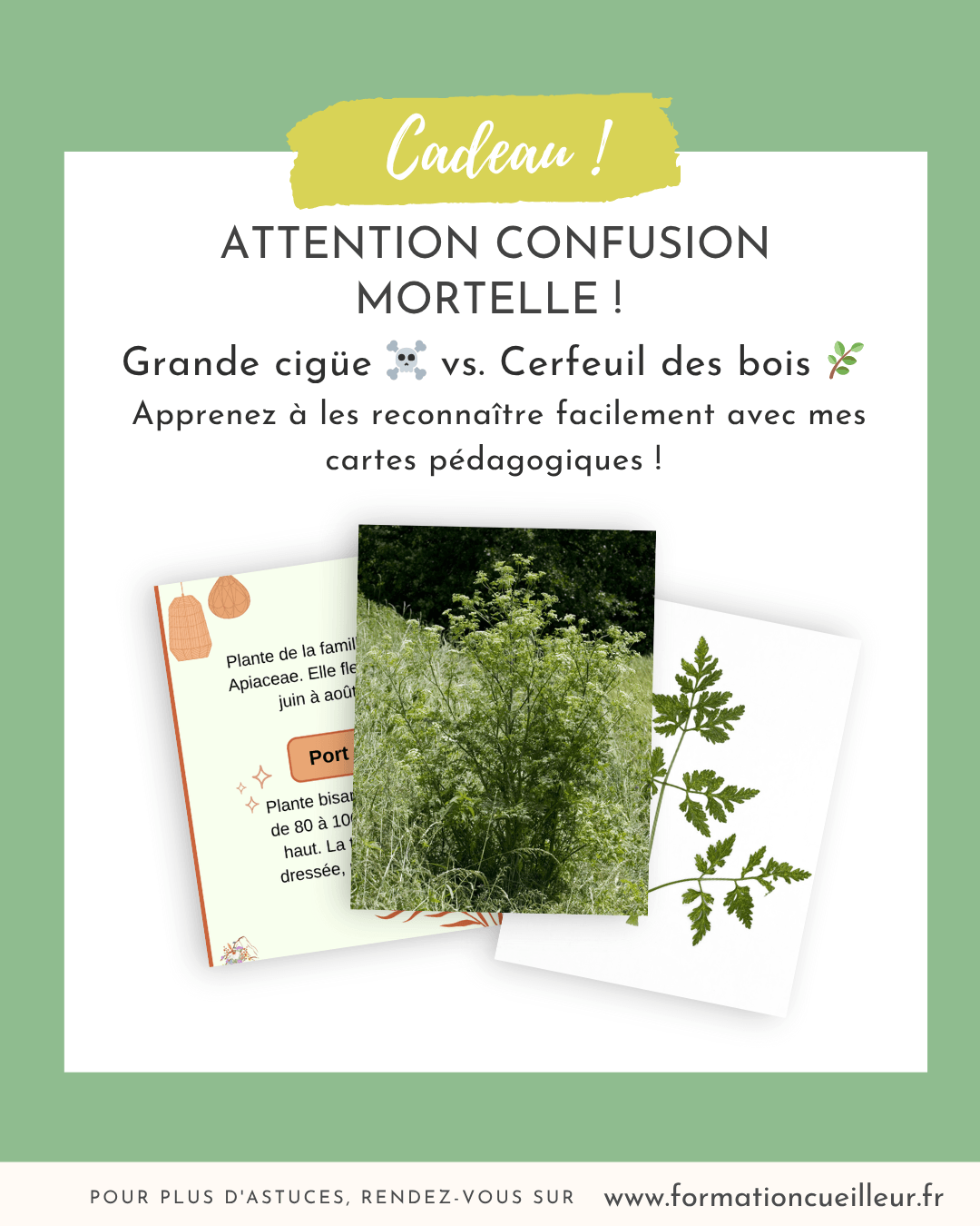Grande cigüe ☠️ ou Cerfeuil des bois 🌿 : cartes pédagogiques #CueilletteSauvage #PlantesSauvages #GrandeCigüe #CerfeuilDesBois #SécuritéAlimentaire #NatureSereine #Apiacées #BotaniqueFacile #CartesPédagogiques #CueillirSansDanger
