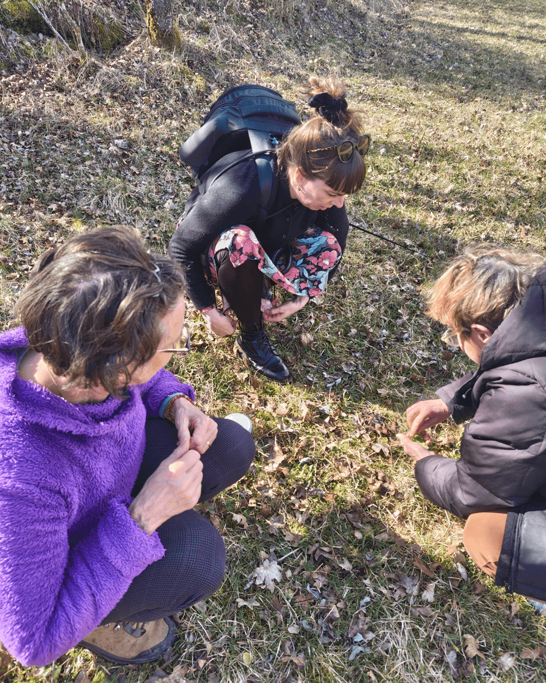Les sorties cueillette sauvage -apprentissage