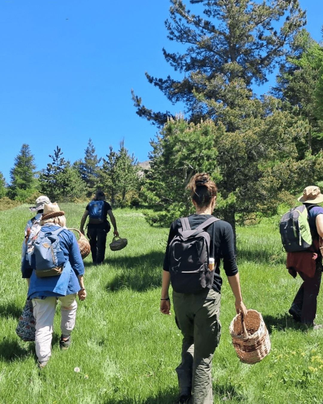 Les sorties cueillette sauvage -apprentissage